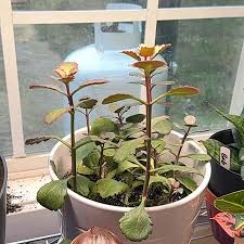 Image result for Kalanchoe sexangularis