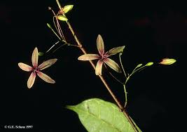 Image result for Secamone retusa