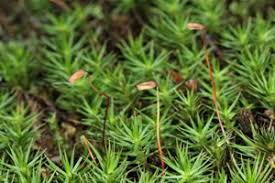 The following list of perennial flowers will help you choose just which permanent plants you want to invite into your garden to stay. A Completely Unique Non Flowering Plant List Gardenerdy