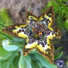 Image result for Ferraria glutinosa