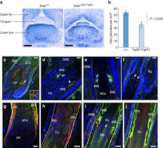 Most people will notice that the density of scalp hair is reduced as they grow from childhood to adulthood. Edar Effects On Mouse Facial Hair Follicle Density And Expression Of Download Scientific Diagram