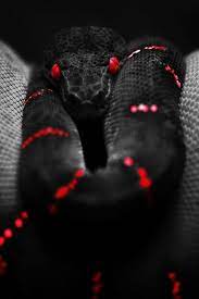Epingle Par Rawrat Sur Artzzz Animales Animaux Photos De Serpent