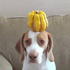 Https Encrypted Tbn0 Gstatic Com Images Q Tbn And9gcr5zpvinne8s7 Ytasv 0mkf201laujygngqq Usqp Cau These beagle animation are great for gifting and are available in small sizes for a nursery, as well as larger sizes ranging up to a few feet. 2