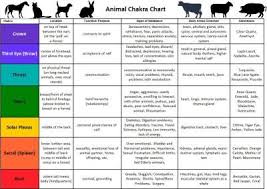 Animal Chakra Chart Animal Reiki Chakra Chart Reiki