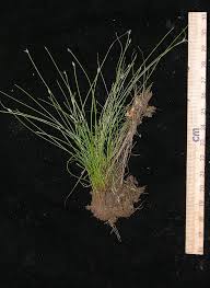 Image result for Eleocharis retroflexa
