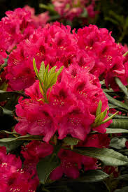 Drought can cause similar symptoms. Rhododendron How To Plant Grow And Care For Rhododendron Hgtv