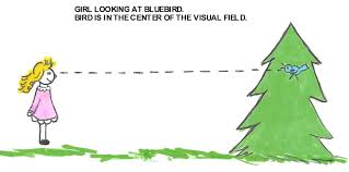 Image result for Visual Fixation