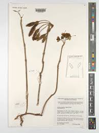 Image result for Ritchiea