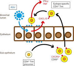 It causes the same symptoms. Jci Epitope Specific Airway Resident Cd4 T Cell Dynamics During Experimental Human Rsv Infection