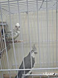 زوج كروان هولندي مميز animals parrot owl