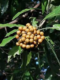 Image result for Pittosporum fulvotomentosum