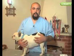 sokaktaki kedi kopek ve kuslar usurmu onlara nasil yardimci olabiliriz youtube kopek kedi kus