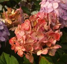 Hydrangea Preziosa Hydrangea Plants Flowers