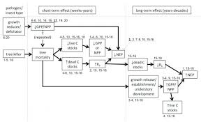 20 Perspicuous 5th Grade Photosynthesis Flow Chart