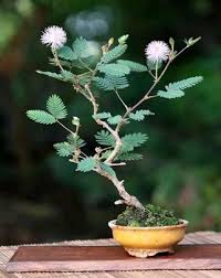 Image result for Mimosa pudica