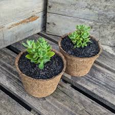 Image result for Coleus neochilus