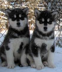 We did not find results for: Arcticice Qimmiq Canadian Eskimo Dogs Alaskan Malamutes Wolfwalker Siberian Huskies Alberta Canada Ckc Champions Puppies And Photos
