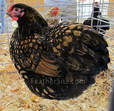 Packed with complete proteins and essential oils, black gold pet foods provide the fuel needed to explore. Wyandotte Bantams