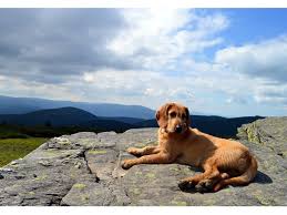 Image result for štýrský brakýř