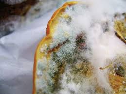 Schimmel auf holz ist oft schwer zu entfernen, da das myzel des schimmelpilzes sich sehr hartnäckig und tief in das holz setzen kann. Schimmelpilzallergie Die Unterschatzte Gefahr