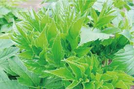 アシタバ葉 茎エキス美肌保湿成分 東京都 アシタバ葉 茎エキス 伝説のアシタバでエイジングケア 伝説になるほどの アシタバ で水分と油分を補いしっとりなめらかなお肌とボディへ導きます アシタバは世界に誇る日本原産のセリ科の多年草で