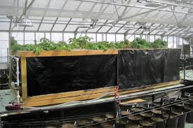 Free shipping on qualified orders. Aeroponics To Boost Ny Potato Production Cornell Chronicle
