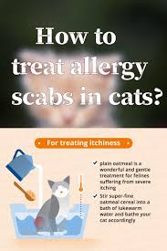 I put a butler collar on my cat to prevent him from scratching and making the lacerations worse. How To Treat Allergy Scabs In Cats Cat Food Allergy Cat Food How To Treat Allergies