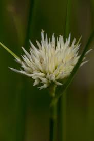 Image result for Rhynchospora brevirostris