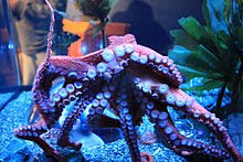 Giant Pacific octopus - Wikipedia