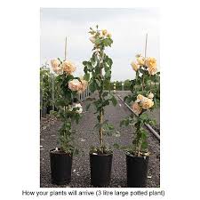 Rosa 'buff beauty' is an apricot hybrid musk rose cultivar, bred by ann bentall and introduced into great britain in 1939. Rose Buff Beauty Plants Thompson Morgan