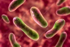 Image result for Q Fever