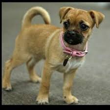 There is no breeder credited for the chihuahua pug mix. 11 Pug Mixes Ideas Pug Mix Pugs Dogs