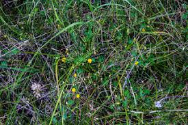 Image result for Isoglossa laxiflora