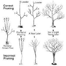 If you keep up with your pruning and shaping each. Pruning Fruit Trees Pruning Fruit Trees Garden Trees Fruit Garden