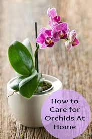 How To Care For Orchids At Home Video Greener On The Inside Orchid Care Orchids Plants