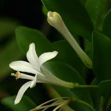 Image result for Turraea obtusifolia