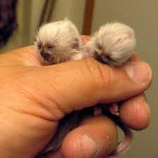 Life On Earth On Twitter Cute Baby Monkey Baby Animals Albino Animals