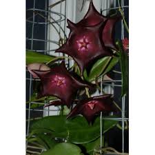 Get the best deal for hoya plant vines & climbing plants from the largest online selection at ebay.com. Hoya Macgillivrayi Mount Tozer Hoyapassion
