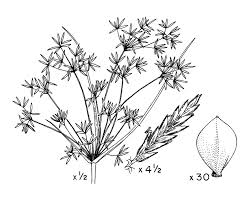 Image result for Cyperus haspan