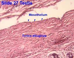 The deepest portions of the medulla have only thin segments and collecting ducts. Male Reproductive