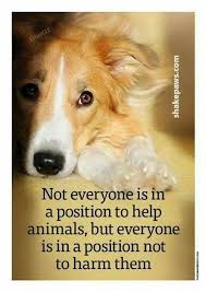 Pin By Ladymarycrawley Talbot On Dogs Bones Paws Dog Lover Dog Quotes Animals Animal Quotes