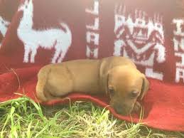 We breed to the akc standard. Miniature Dachshund Puppies For Sale In Del Rio Texas Classified Americanlisted Com