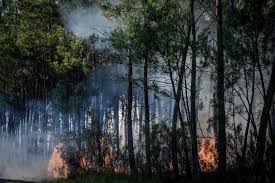 Ook zijn twaalf campings in het gebied geëvacueerd. Ongeveer 500 Personen Geevacueerd Vanwege Bosbrand Zuid Frankrijk Buitenland Hln Be