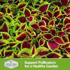 Image result for Coleus meyeri