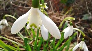 Für mich bedeuten frühlingsbilder aber nicht nur flowerpower. Die Schonsten Fruhlingsbilder Der User Zdfmediathek