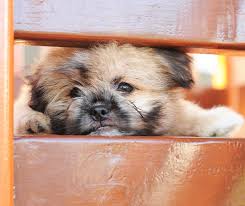 Small, cute, and loyal, these puppies inherited some of the qualities of both parents. Shih Tzu Breed Archives Shih Tzu Buzz