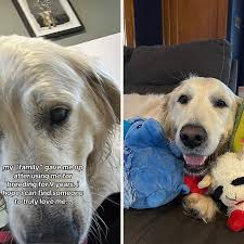 Senior Golden Retriever Used for Breeding for 9 Years Gets Loving Home