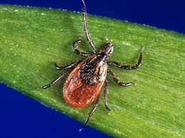 Recognizing and Preventing Lyme Disease - The Borgen Project