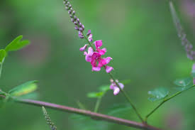 Image result for Indigofera adenoides