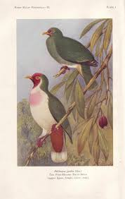 Jumbo Fruit Doves From Birds Of Malay Peninsula By Robinson Chasen 1927 1939 Plate 1 Jambu Fruit Dove Jpg 62 Bird Prints Scientific Illustration Painting